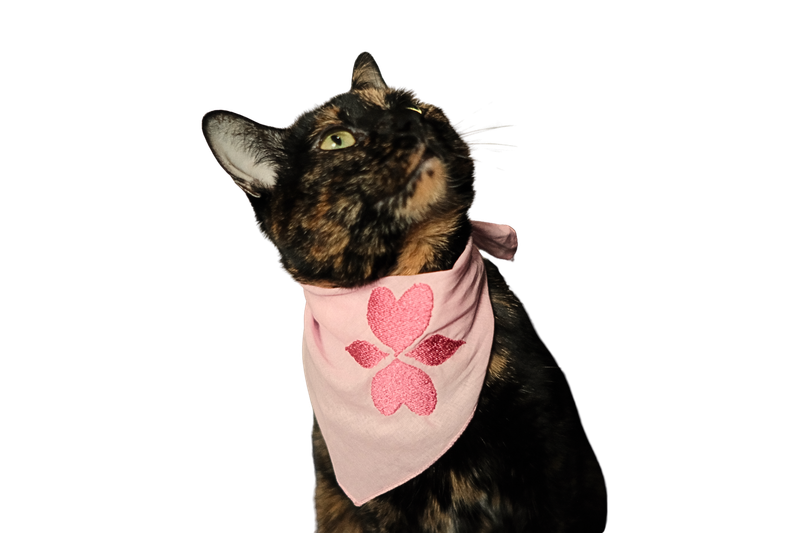 Cat wearing an embroidered pet scarf
